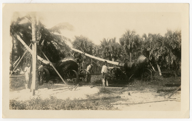 Transporting and transplanting mature trees