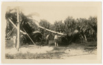 [1917/1921] Transporting and transplanting mature trees