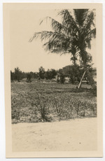 [1917/1921] Trees