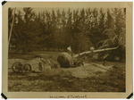 [1917/1921] William Sturrock and a tree being transplanted