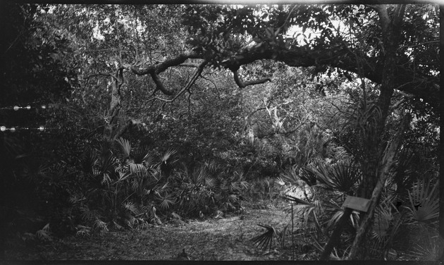 Mangrove forest