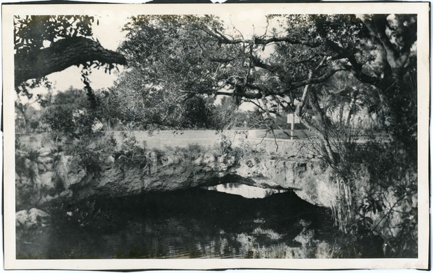 Wildlife Growing on Natural Arch Creek Bridge