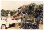 [1981] Sabal Palmetto Tree Planting
