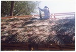 Miccosukee worker thatching roof with organic material in large chickee