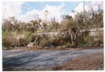 Damage from Hurricane Frances facing west adjacent to Military Trail and railroad, 2004