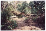Arch Creek Park damage from Hurricane Andrew, 1992