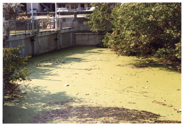 Water Pollution in Arch Creek at the Dam and Bridge at 135th Street