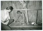 [1991] Arch Creek Park Manager, Jim Kunce, looking at a Tequesta Display