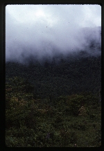 Jamaica - Johnson Mountain -02