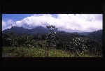 [2002-08] Dominica - Mt. Diablotins, 4747 ft.