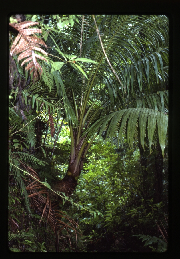 Calyptronoma occidentalis (long thatch palm)
