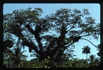 [1992-11] Jamaica - Epiphytes