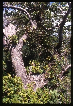 [2002-08] Dominica - Epiphytes