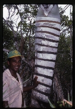 [1996-08] Pseudophoenix ekmanii (Dominican cherry palm)