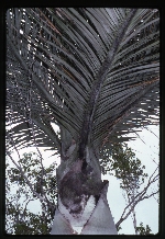 [1996-08] Pseudophoenix ekmanii (Dominican cherry palm) -02