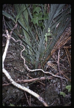 [1996-08] Pseudophoenix ekmanii (Dominican cherry palm) -03