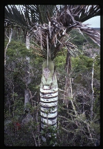 [1996-08] Pseudophoenix ekmanii (Dominican cherry palm) -04