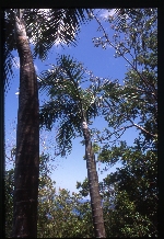 Pseudophoenix sargentii (Florida cherry palm) -02