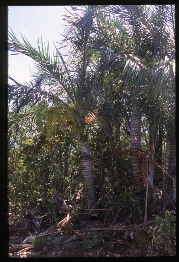 Pseudophoenix sargentii (Florida cherry palm) -03