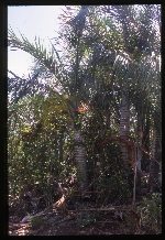 Pseudophoenix sargentii (Florida cherry palm) -03