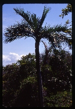 Pseudophoenix sargentii (Florida cherry palm) -04