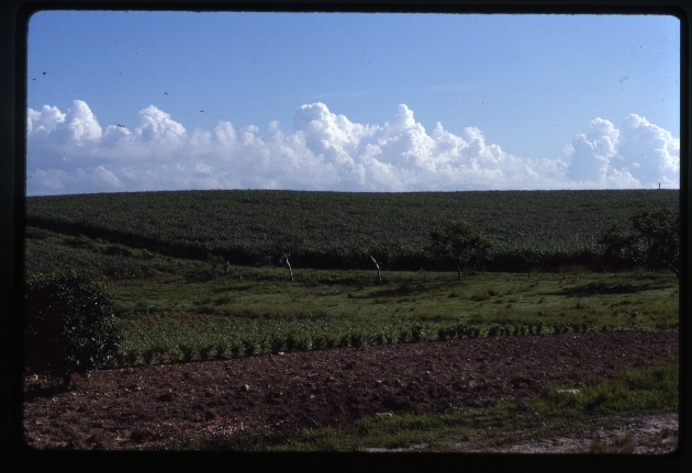 Cuba - Sugarcane Fields of Havana