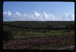 Cuba - Sugarcane Fields of Havana