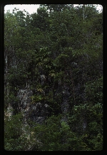 [1992-11] Thrinax radiata (Florida thatch palm)