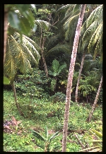 Aiphanes minima (macaw palm)