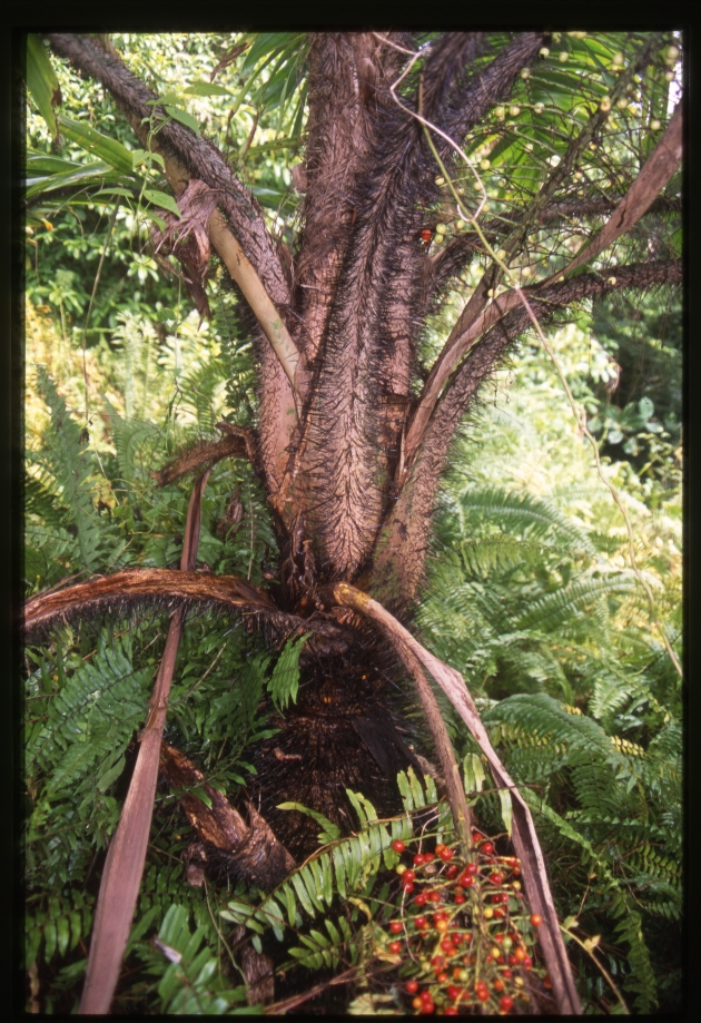 Aiphanes minima (macaw palm) -02