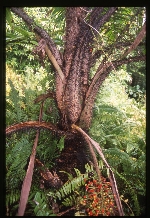 [2002-08] Aiphanes minima (macaw palm) -02