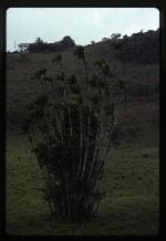 Bactris jamaicana (prickly pole) -02