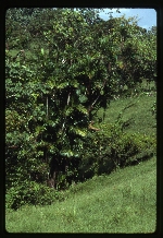 [1992-11] Bactris jamaicana (prickly pole) -03