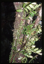 Marcgravia sintenisii (shingleplant)