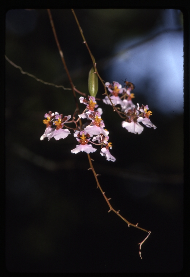 Tolumnia variegata (harlequin dancing-lady orchid) -02