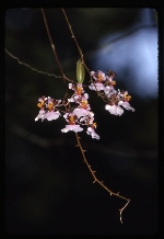 [1993-07] Tolumnia variegata (harlequin dancing-lady orchid) -02