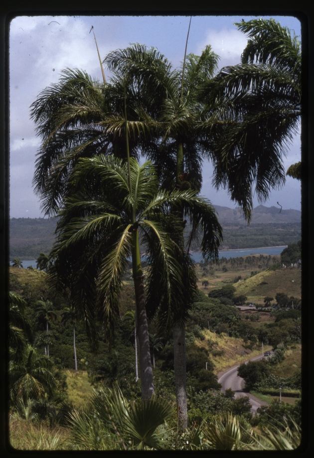 Roystonea borinquena (Puerto Rico royal palm) -05