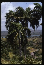 Roystonea borinquena (Puerto Rico royal palm) -05