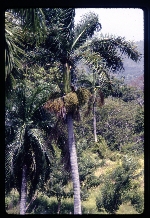 [1993-07] Roystonea borinquena (Puerto Rico royal palm) -12