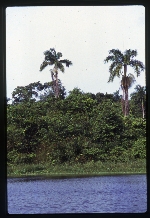 Roystonea dunlapiana (yagua) -02