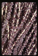 [1992-11] Roystonea altissima (mountain cabbage palm)