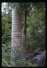 [1993-06] Roystonea borinquena (Puerto Rico royal palm) -11