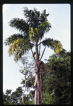 Roystonea dunlapiana (yagua)