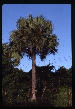 Sabal causiarum (Puerto Rico palmetto) -02