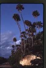 Sabal causiarum (Puerto Rico palmetto) -06