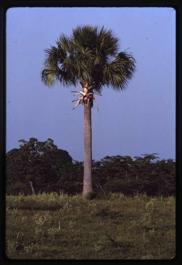 Sabal causiarum (Puerto Rico palmetto) -03