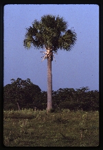 [1988-07] Sabal causiarum (Puerto Rico palmetto) -03