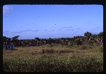 [1986-09] Sabal mexicana (Rio Grande palmetto) -04