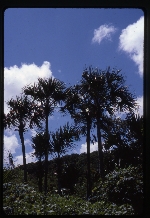 [1986-09] Sabal yapa & Sabal mexicana (Rio Grande palmetto)