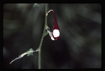 Aristolochia nelsonii